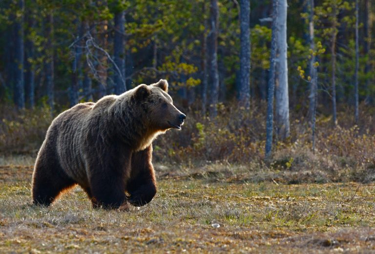 Grizzly bear Canada