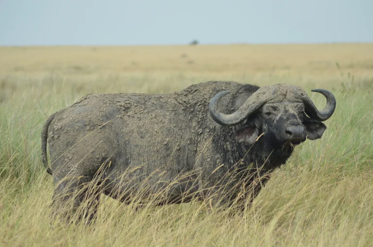Masai-Mara-Game-Reserve