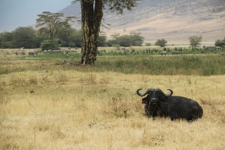 Ngorongoro-Conservation