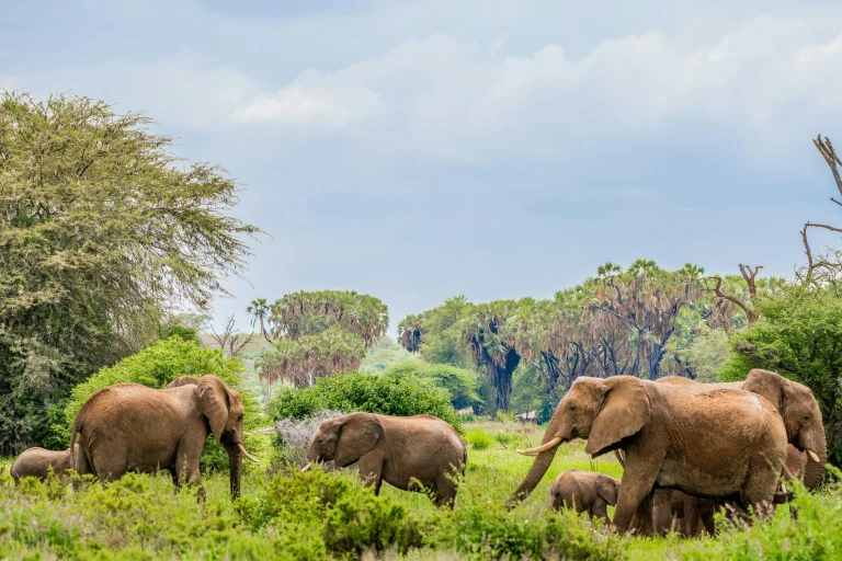 Samburu-National-Reserve
