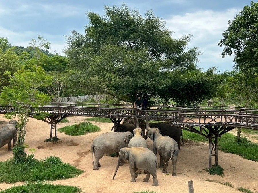 rondreis-best-of-thailand-olifant-3