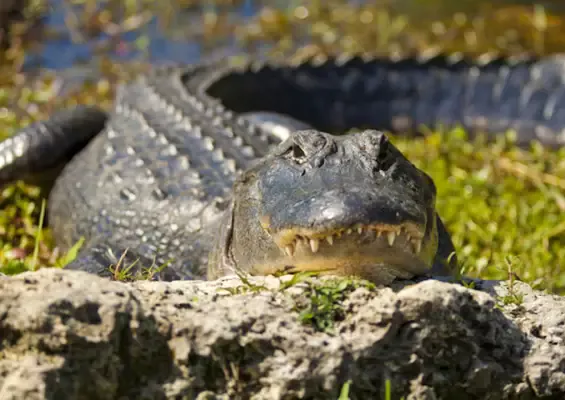 Everglades-Alligator