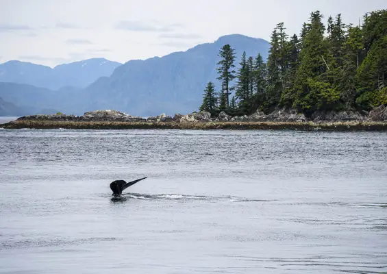 Vancouver-Island-Whale