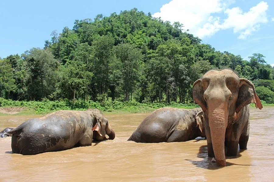 rondreis-best-of-thailand-olifant-1